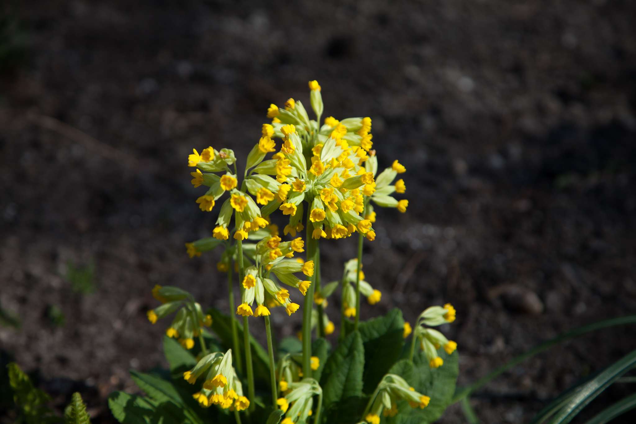 Nachschlüssel um in den Himmel zu kommen - Schlüsselblume